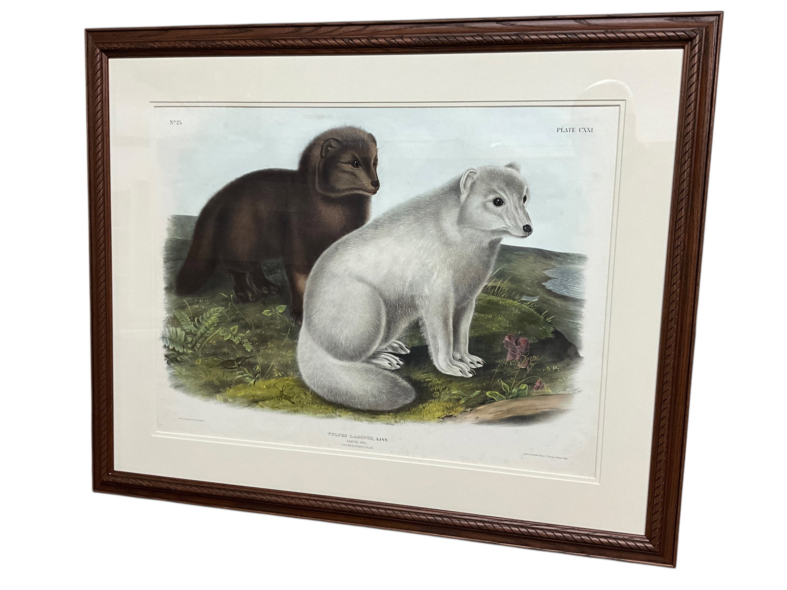 Ronstadt Edition J. J. Audubon Print No. 25 Arctic Fox. Ronald Flynn Collection: Ronstadt Edition J. J. Audubon Print No. 25 Arctic Fox. Nicely framed Elephant Folio Audubon print, a 2007 hand colored reproduction by artist Rebecca Ronstadt, from an original provided by The New Ha
