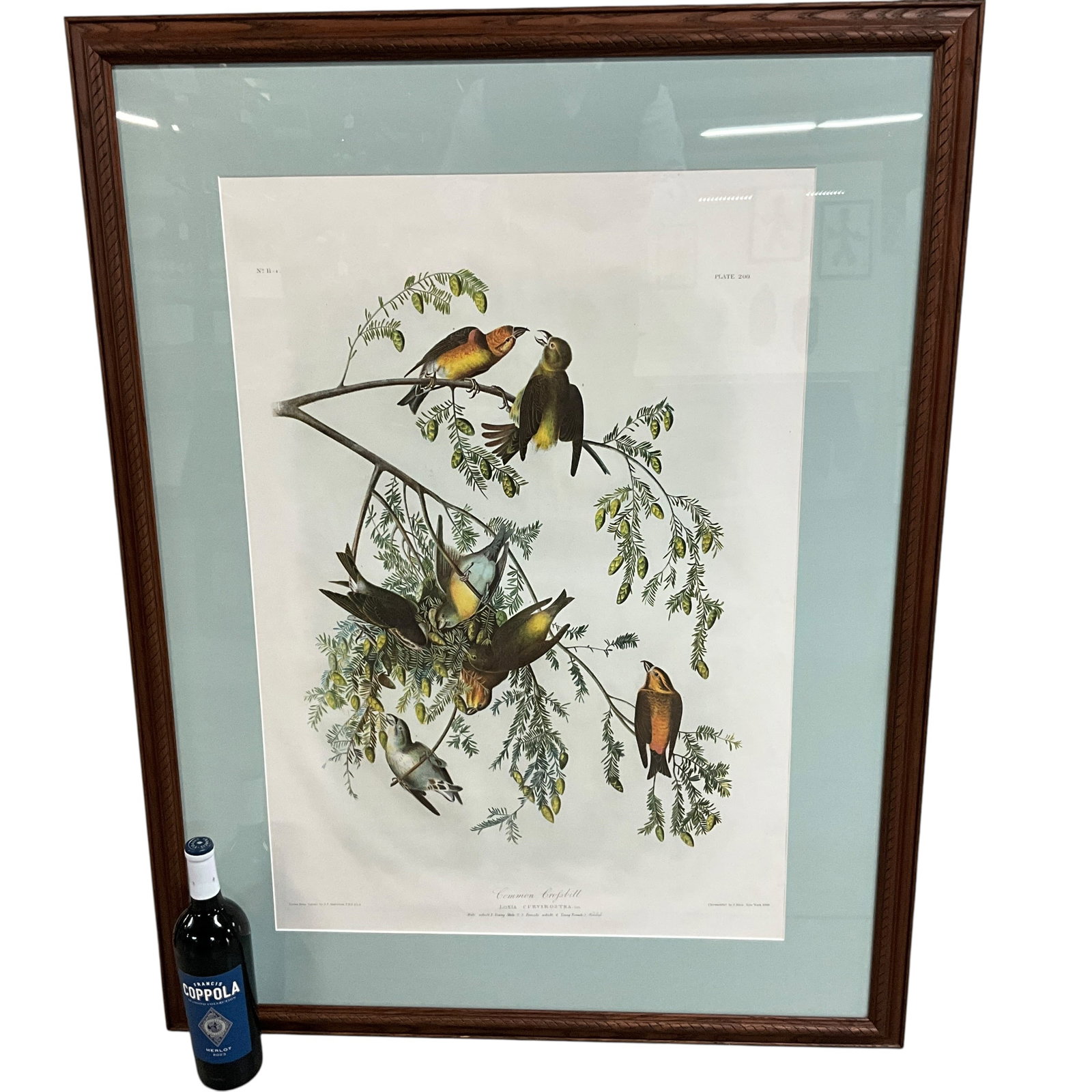 Bien Edition J. J. Audubon Plate #200 Common Crossbill. Ronald Flynn Collection: Bien Edition (1859-1860) J. J. Audubon Plate #200, Print No. 11-4 Common Crossbill. Nicely framed Audubon print, "Chromolith. by J. Bien, New York 1860." Measures 42.75" X 33.25" Overall, with an imag