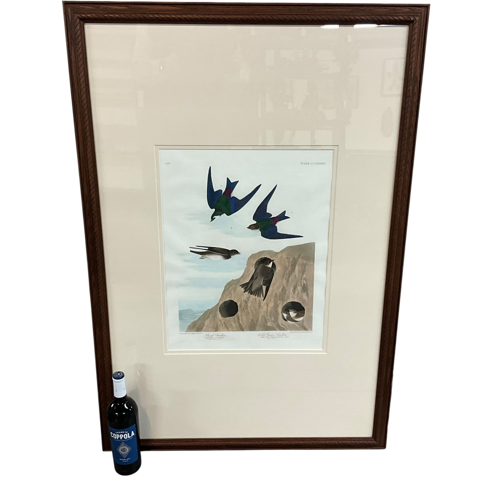 Havell Edition J. J. Audubon Print No. 77 Bank Swallow and Violet-Green Swallow. Ronald Flynn: Havell Edition (1826-1838) J. J. Audubon Plate #385, Print No. 77 Bank Swallow and Violet-Green Swallow. Nicely framed Audubon print, "Engraved, Printed, & Coloured by R. Havell 1837." Measures 44.75"