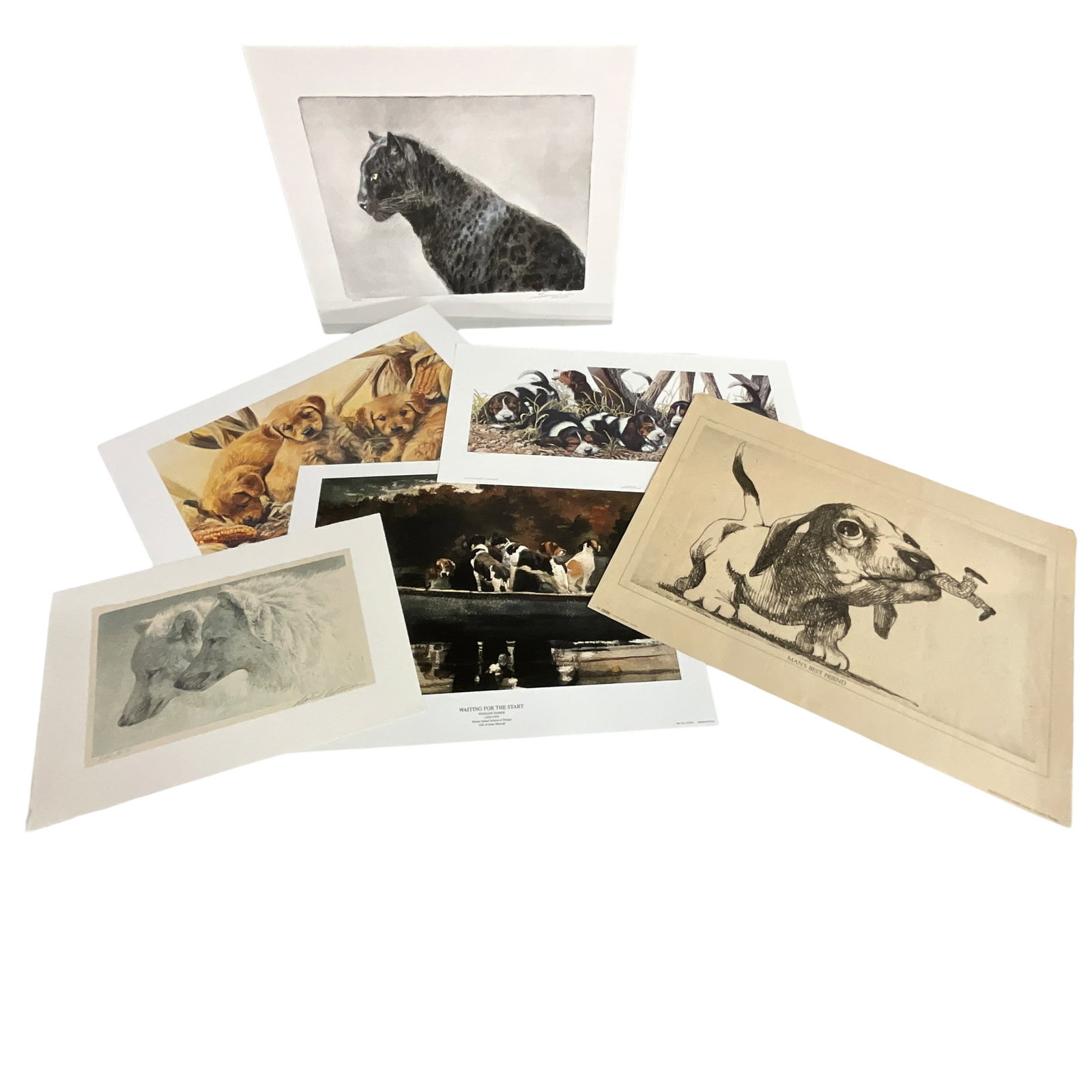 Collection of Wildlife & Animal Prints (7) (1 of 20)