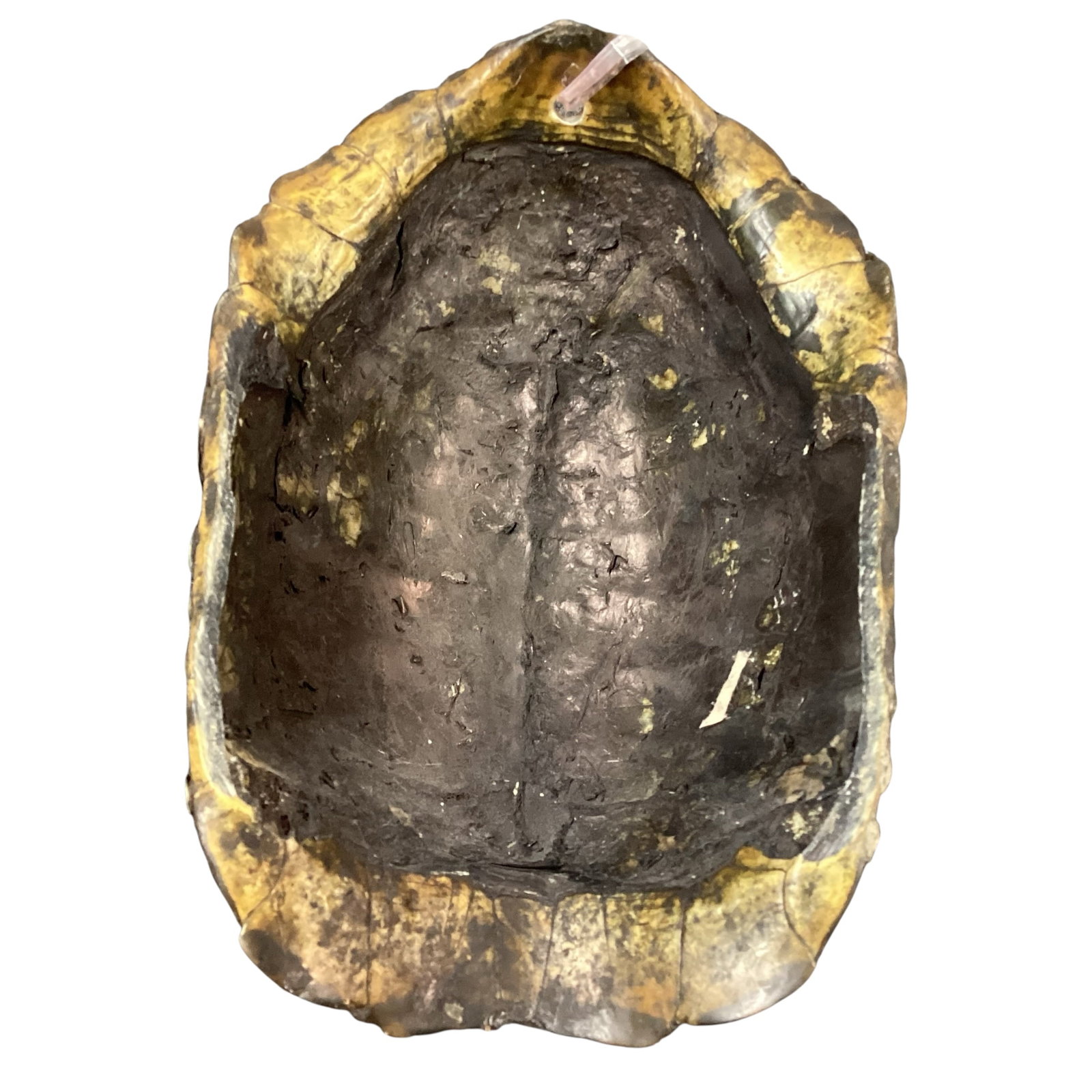 Two Ethnographic Style Masks Including Turtle Shell Example - 5