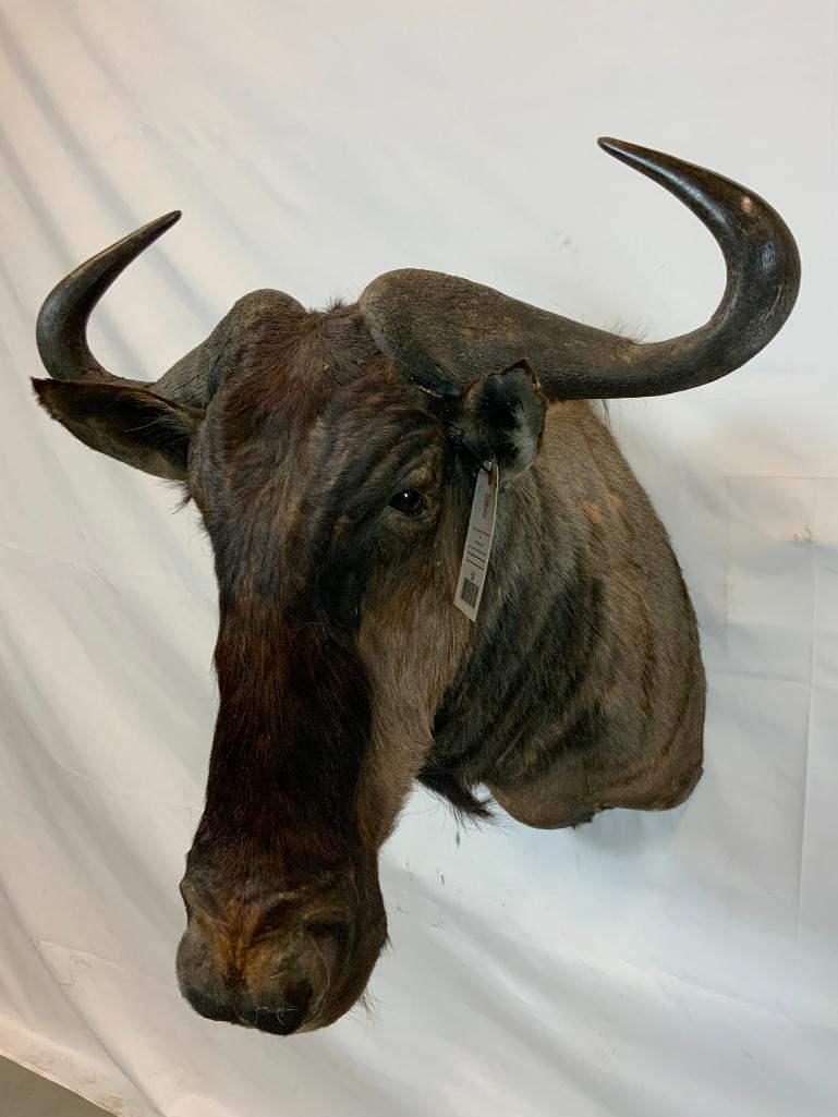WILDEBEEST SH MT  *ROUGH* (1 of 4)