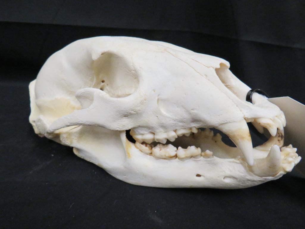 BLACK BEAR SKULL (1 of 4)