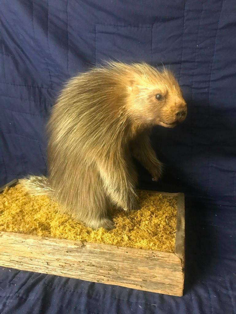 Realllly Nice Lifesize North American Porcupine (1 of 4)