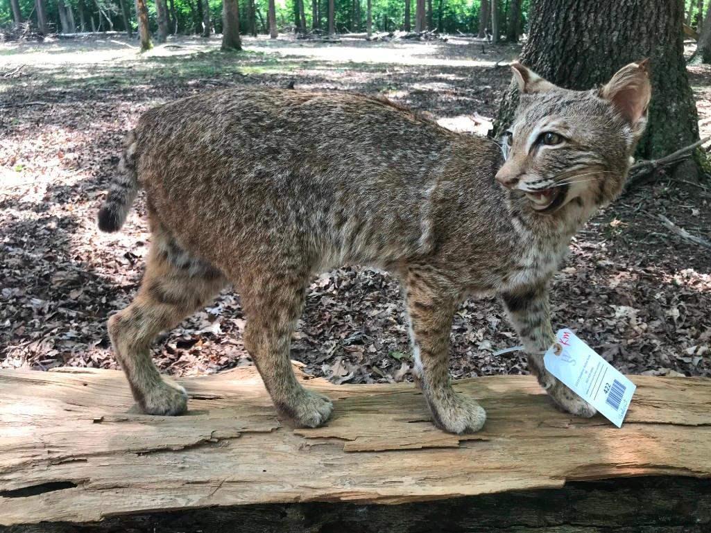 BEAUTIFUL Texas BOBCAT , lifesize Taxidermy mount on (1 of 4)