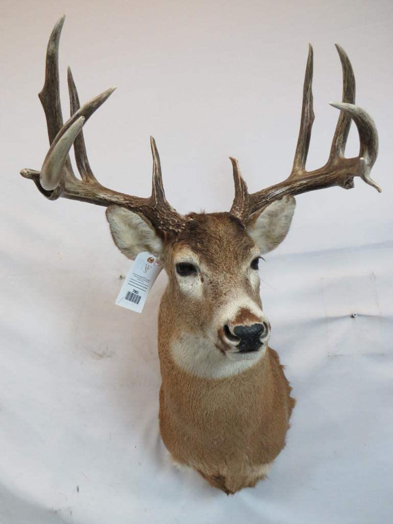 NICE WHITETAIL SH MT (1 of 5)