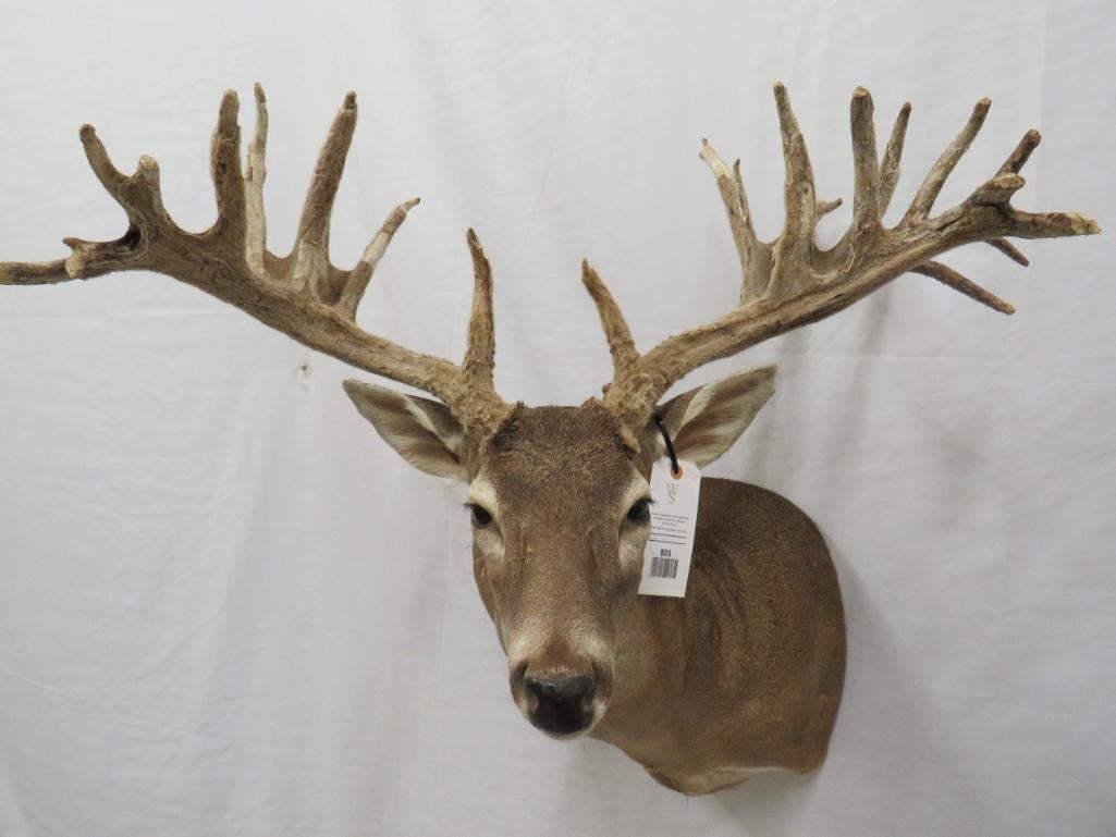 XL WHITETAIL SH MT IN VELVET (1 of 5)