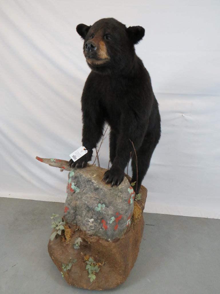 LIFESIZE BLACK BEAR ON BASE (1 of 4)