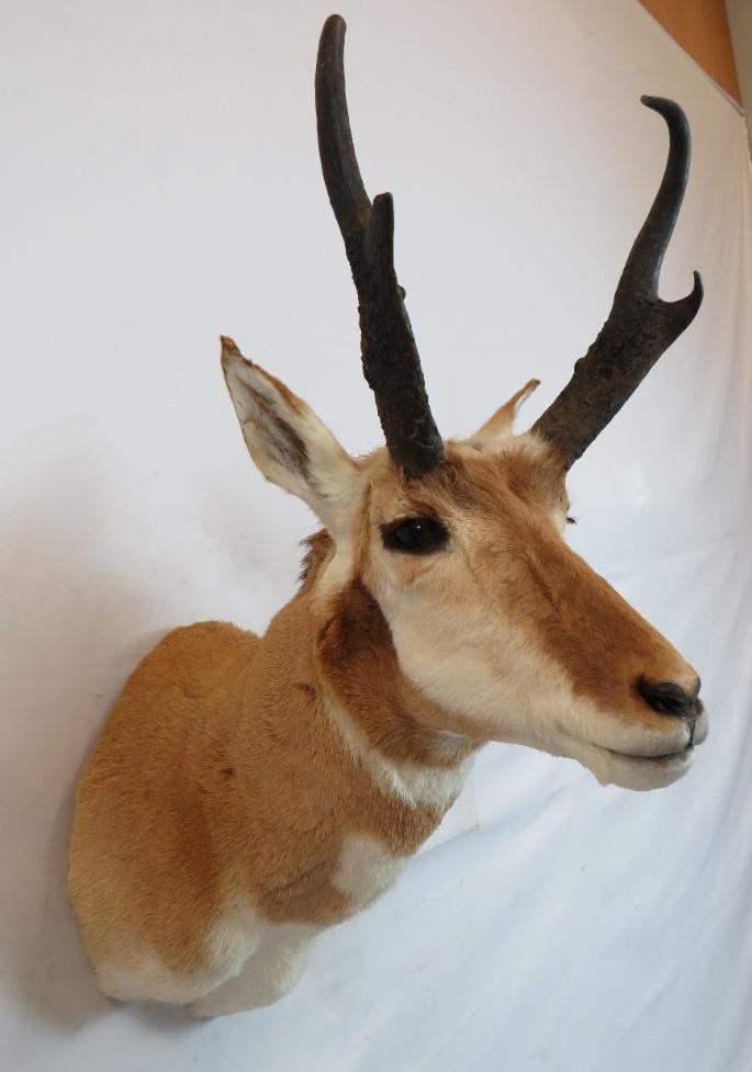 PRONGHORN SH MT (1 of 3)