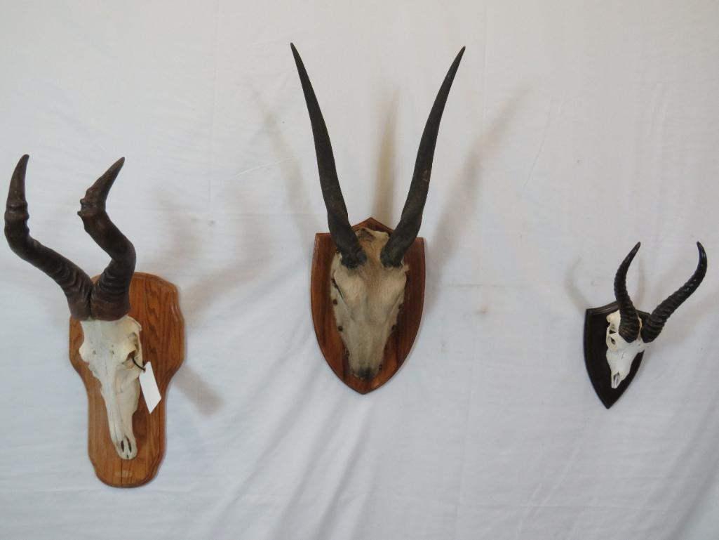 HARTEBEEST, ELAND & SPRINGBOK HORNS ON SKULLS OR EURO (1 of 3)