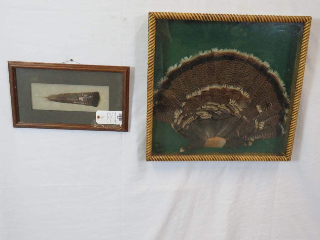 TURKEY FAN IN GLASS SHOWCASE & FRAMED TURKEY FEATHER (1 of 4)