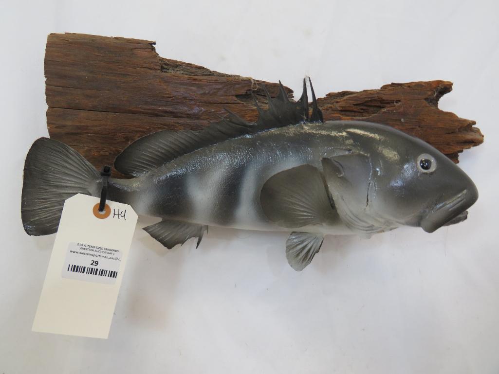 Sheep Head Fish Mt TAXIDERMY (1 of 3)