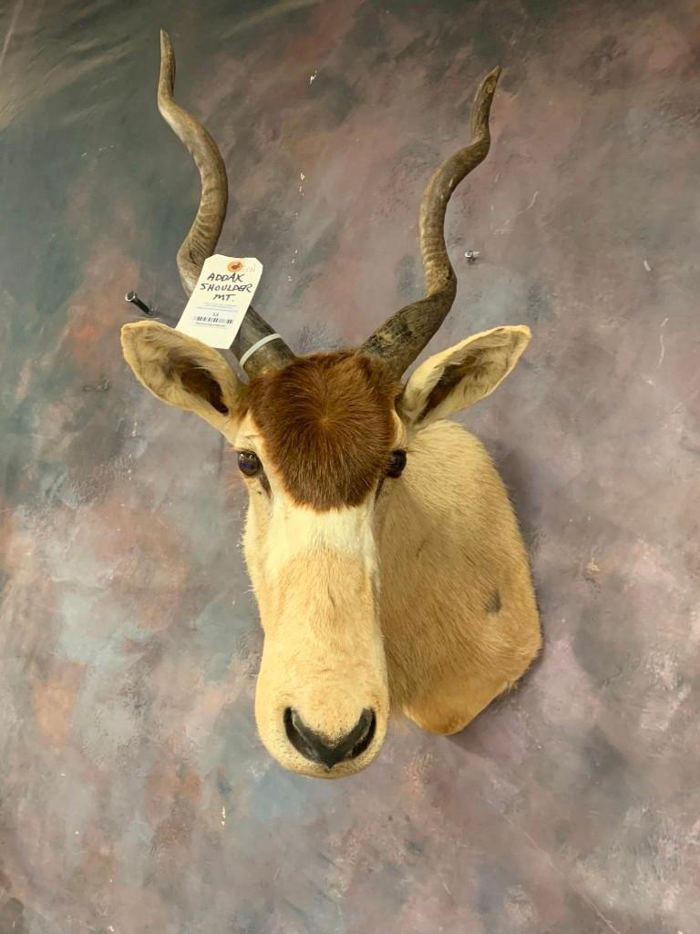 Addax Sh Mt *TX RESIDENTS ONLY* TAXIDERMY (1 of 1)