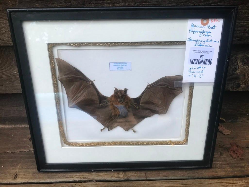 Brown Bat in framed display,-15 inches long x 13 inches: TAXIDERMY