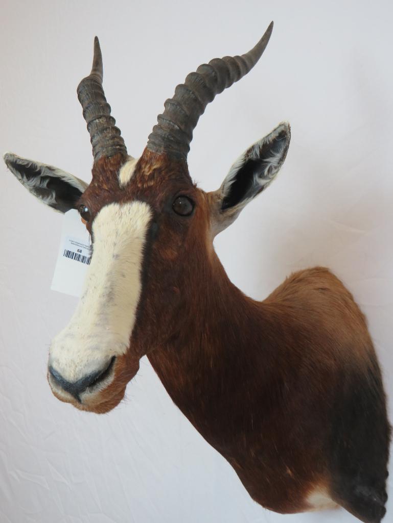 Blesbok Sh Mt TAXIDERMY (1 of 3)
