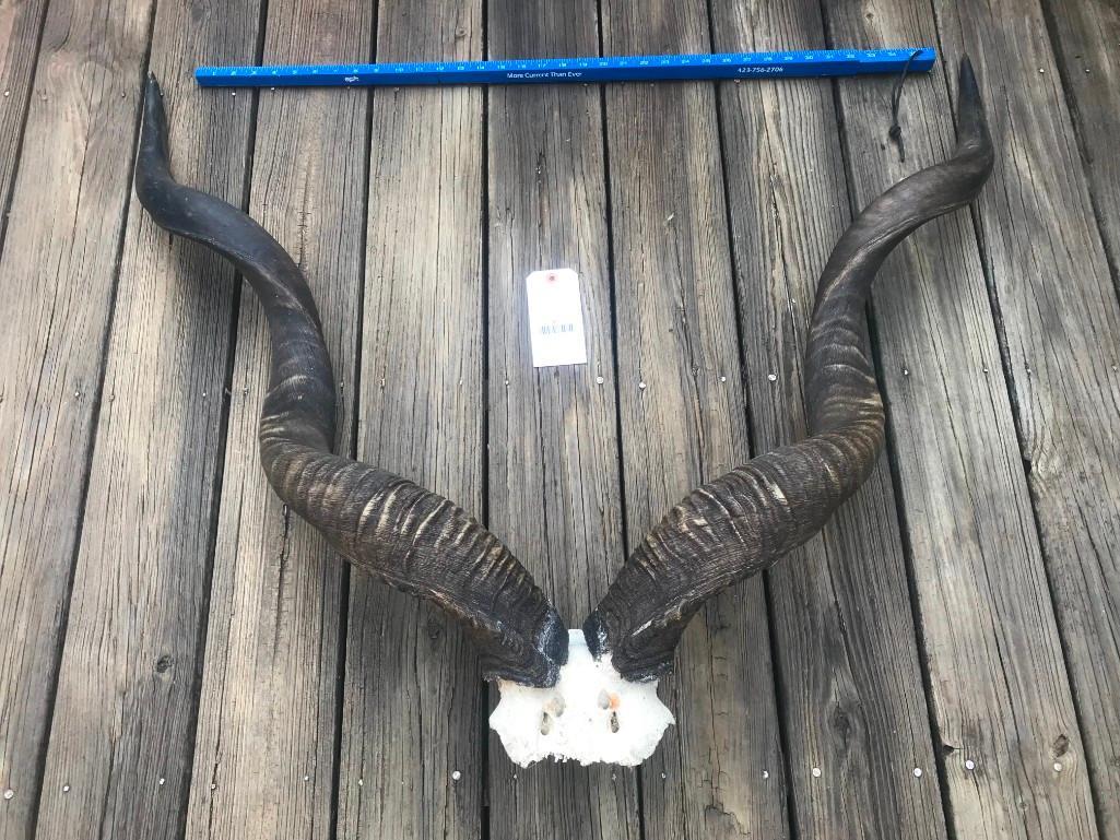 Large set of African Kudu horns = nice Taxidermy 43 1/2 (1 of 4)