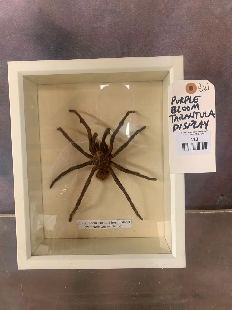 Purple Bloom Tarantula Display TAXIDERMY ODDITIES (1 of 1)