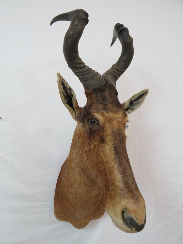 Hartebeest Sh Mt TAXIDERMY (1 of 4)