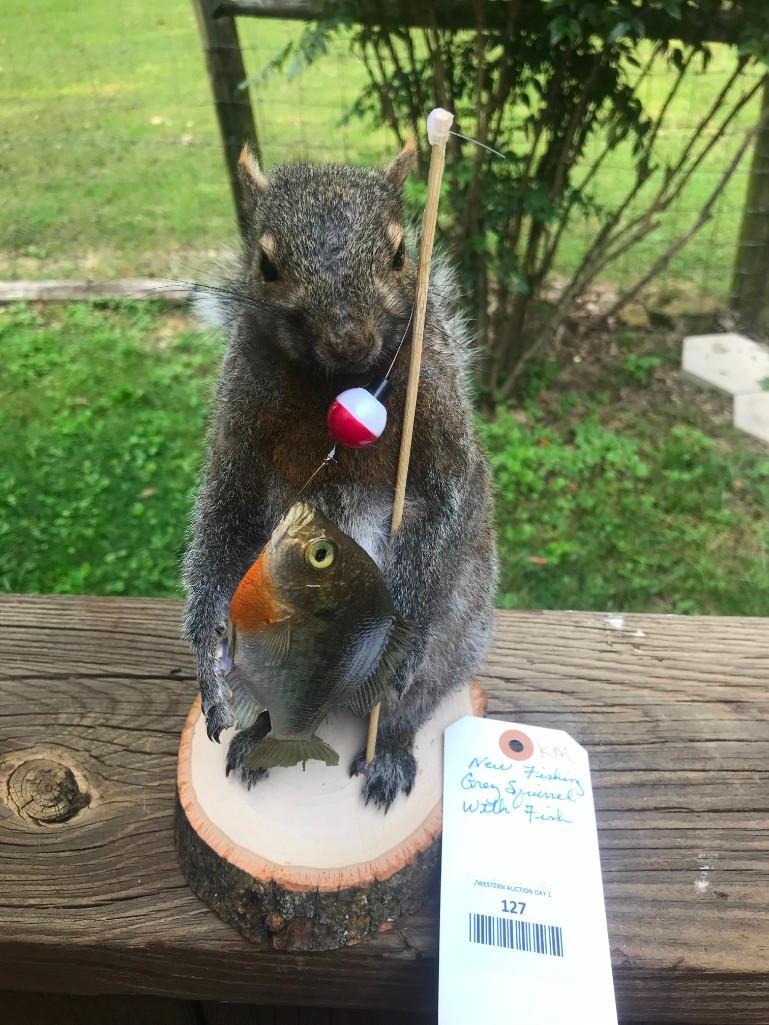 Awesome Fishing Squirrel, WITH a Bluegill fish NEW: TAXIDERMY