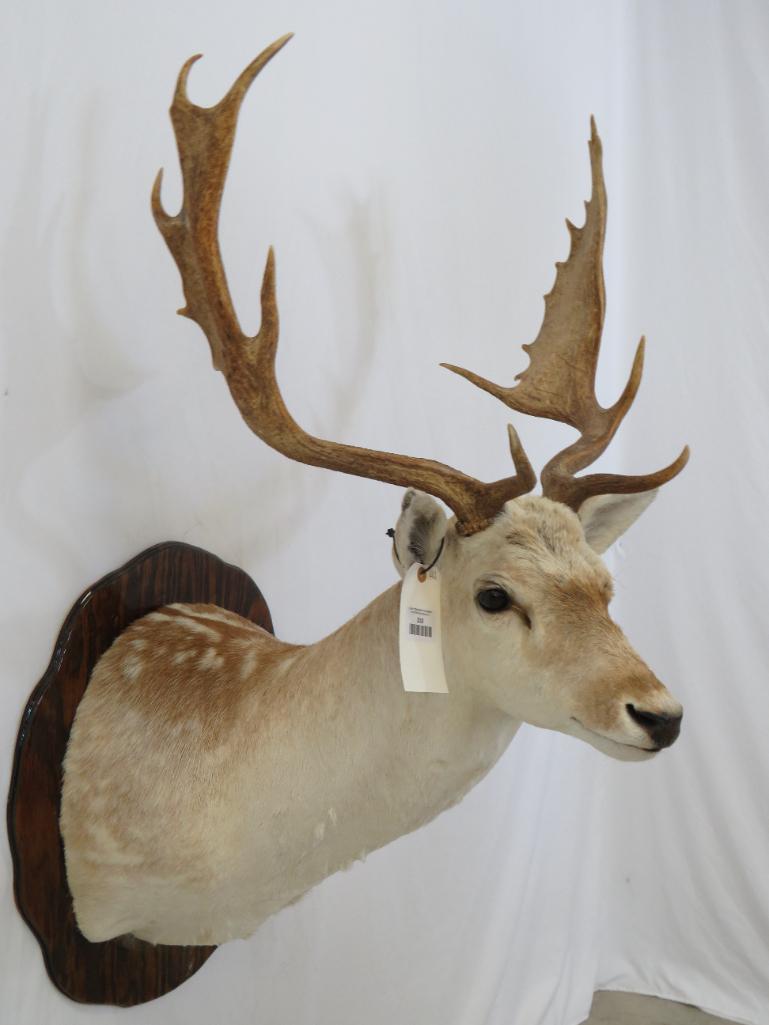 White Fallow Sh Mt on Plaque TAXIDERMY (1 of 4)