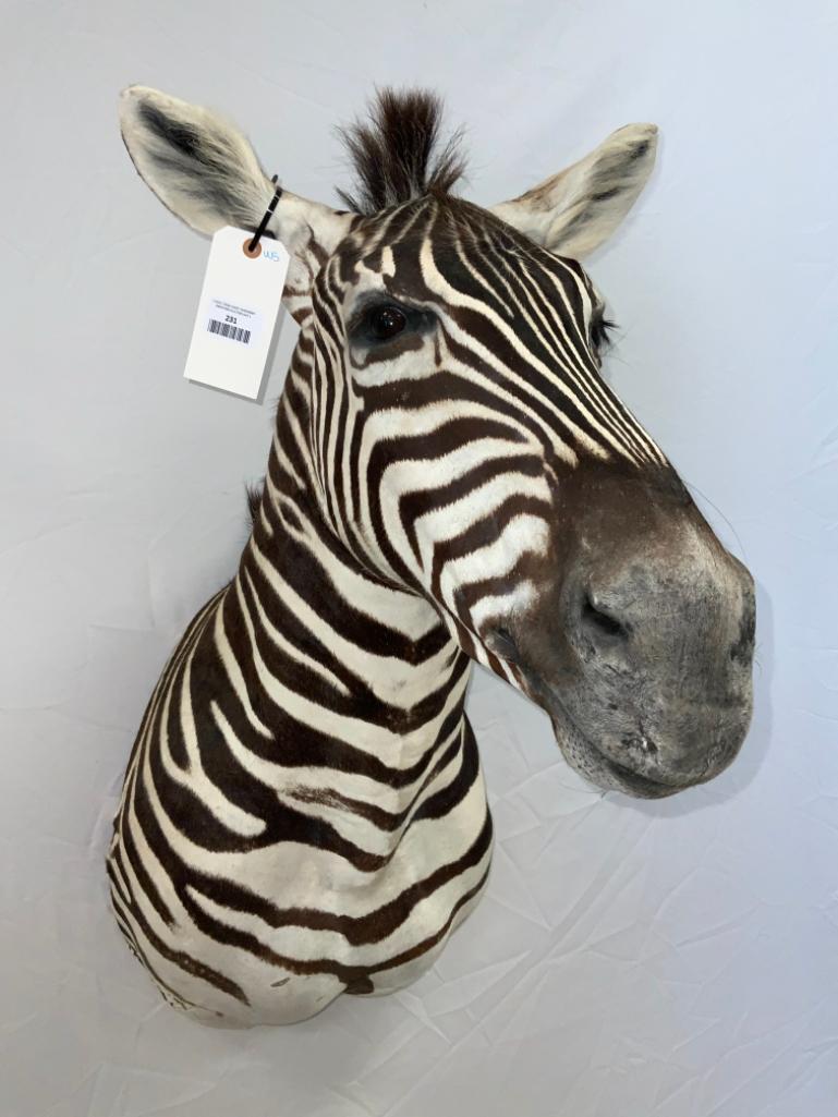 BEAUTIFUL Zebra Sh Mt TAXIDERMY (1 of 3)