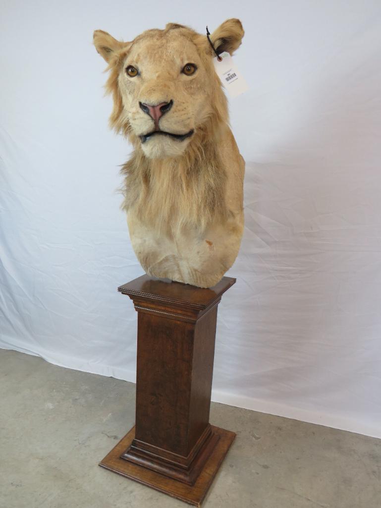 VERY RARE & BEAUTIFUL LION PEDESTAL *TX RESIDENTS ONLY* (1 of 5)