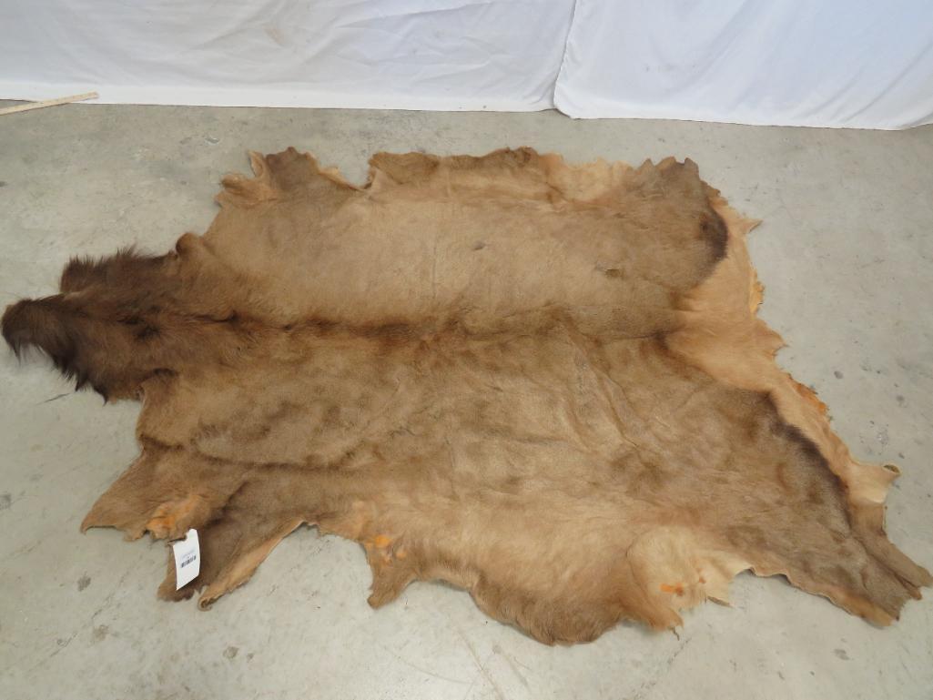 FULL ELK HIDE TAXIDERMY (1 of 3)