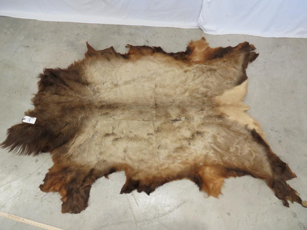 FULL ELK HIDE TAXIDERMY (1 of 3)