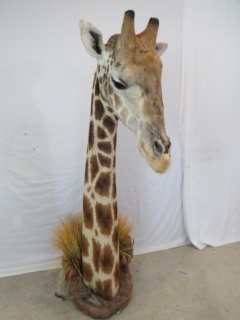 BEAUTIFUL GIRAFFE WALL PEDESTAL TAXIDERMY (1 of 5)