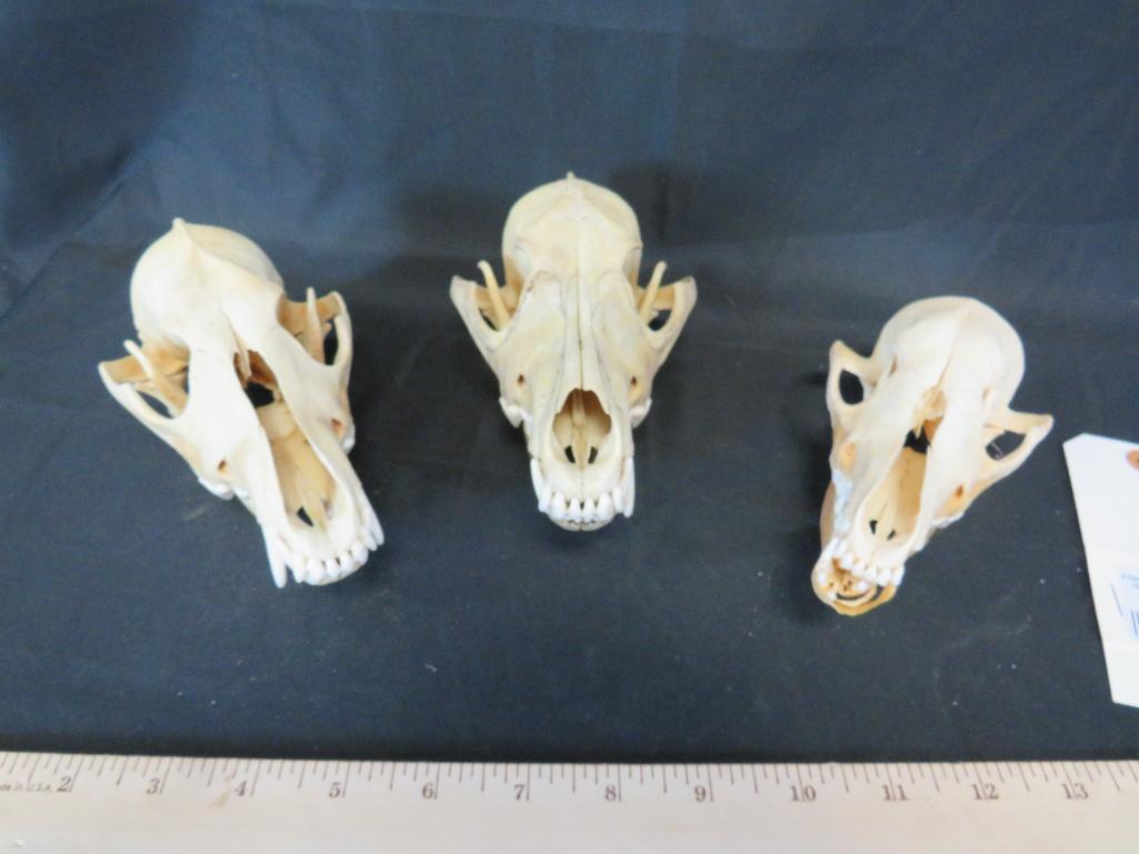 3 PARTIAL COYOTE SKULLS (3x$) TAXIDERMY (1 of 7)
