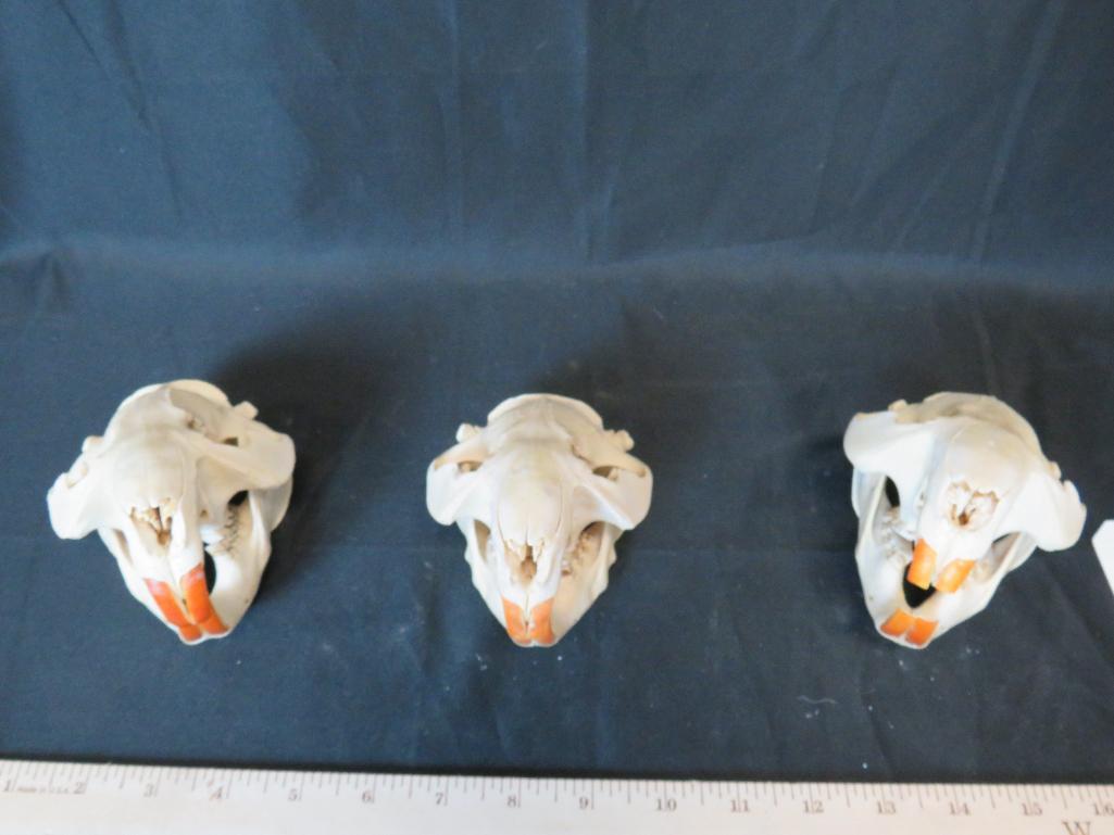 3 BEAVER SKULLS (3x$) TAXIDERMY (1 of 4)