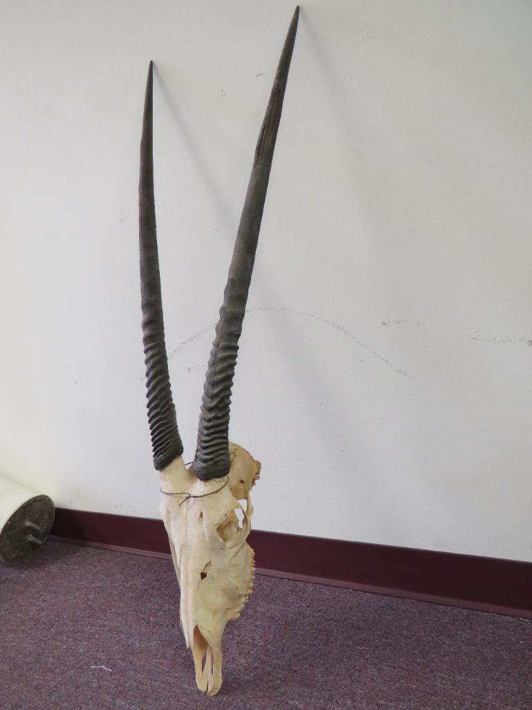Gemsbok Skull TAXIDERMY: TAXIDERMY