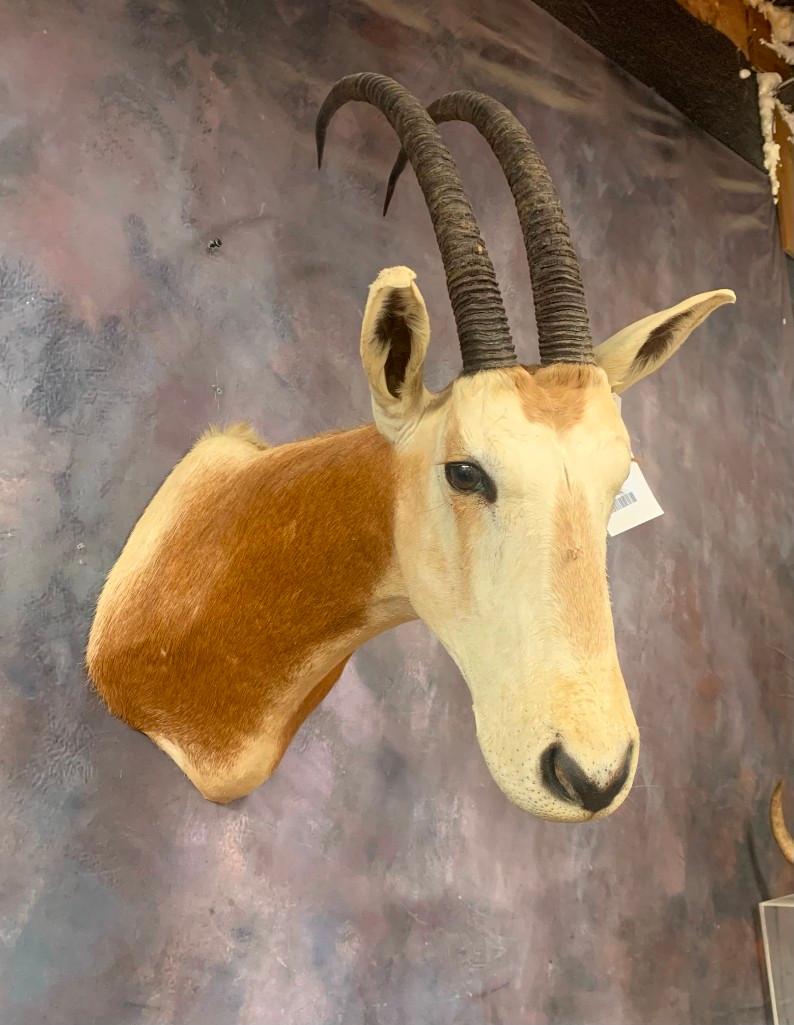 Simitar Horn Oryx *TX RESIDENTS ONLY* TAXIDERMY (1 of 1)