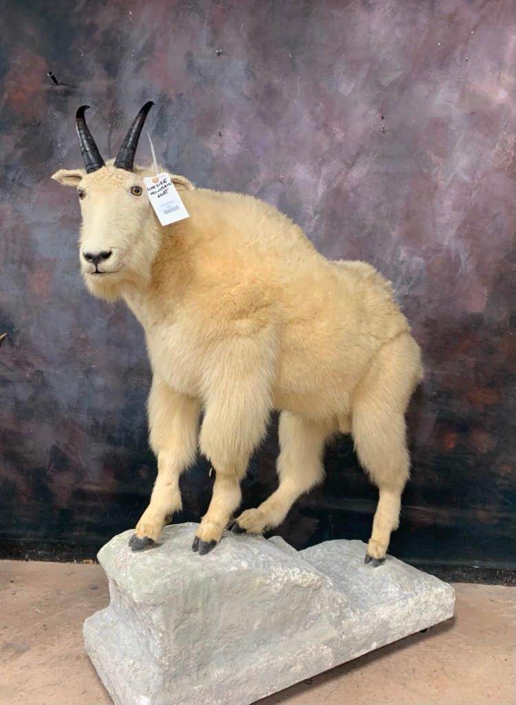 Lifesize Mtn Goat TAXIDERMY: 56"x53"