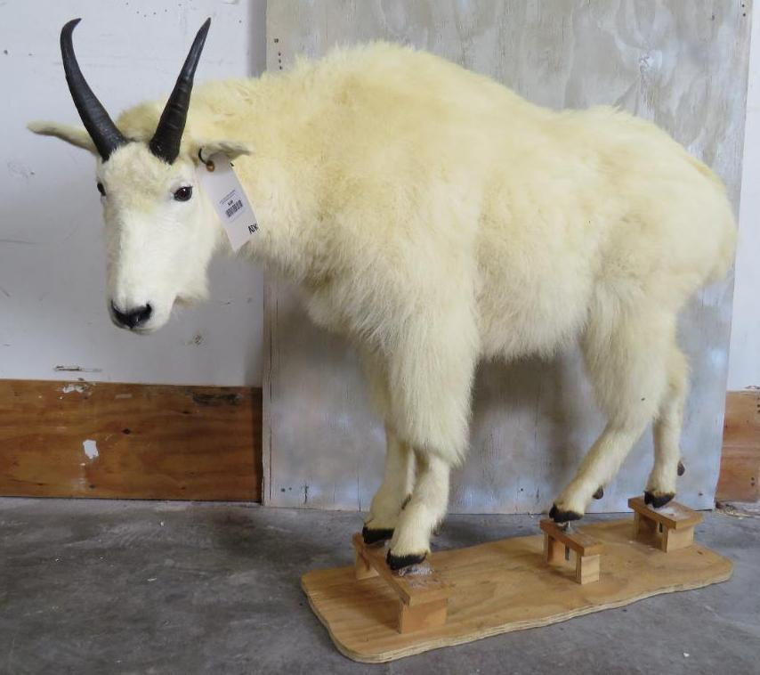 Lifesize Mtn Goat TAXIDERMY: TAXIDERMY