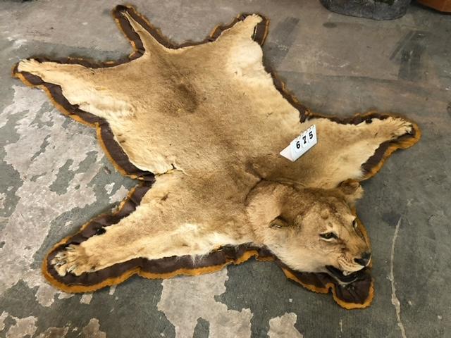 LIONESS RUG -NEEDS WORK, HAS CLAWS BUT HAS 3 AREAS OF: *TX RESIDENTS ONLY*
