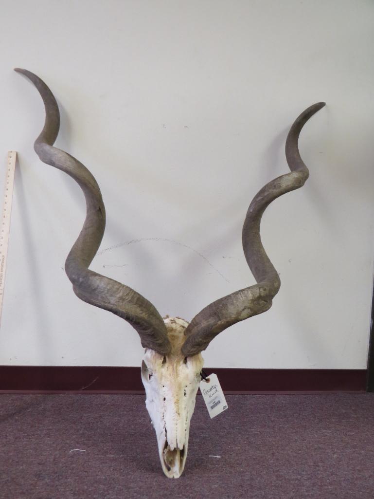 Kudu Skull W/Horns TAXIDERMY (1 of 4)