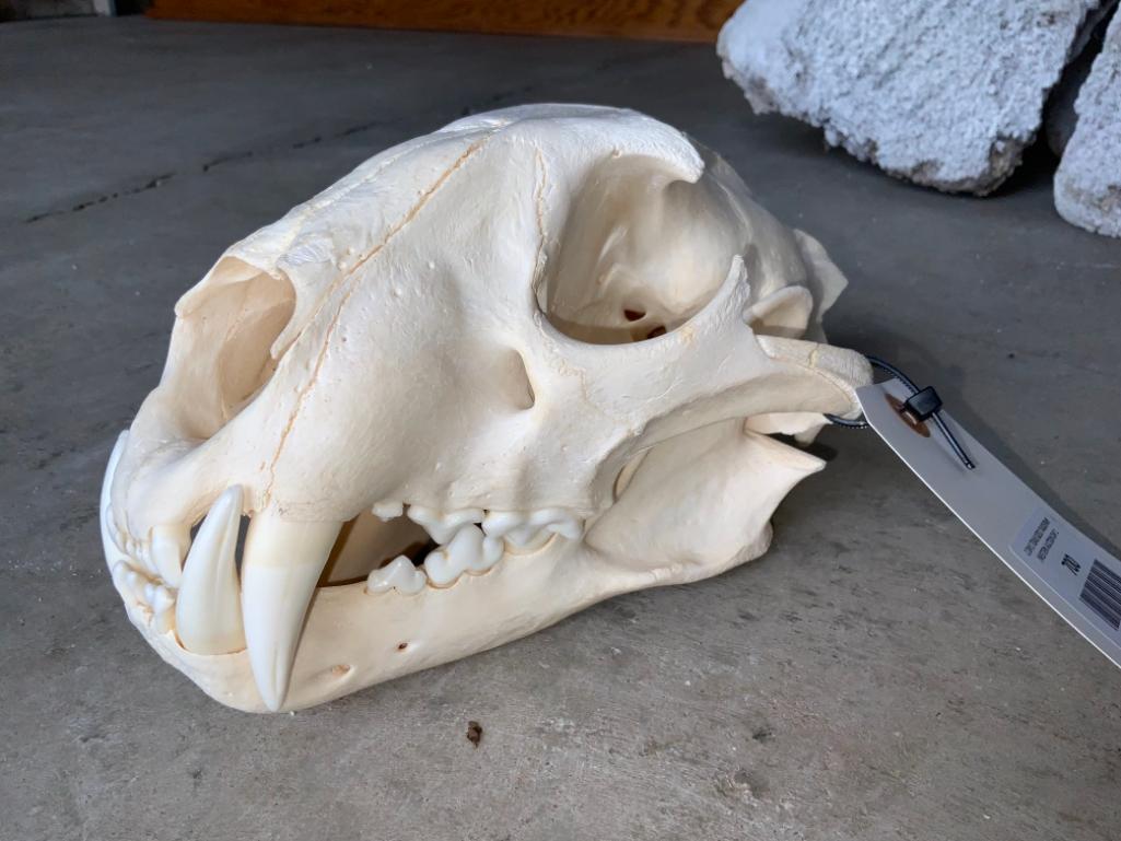 Female Lion Skull TAXIDERMY *FLORIDA RESIDENTS ONLY* (1 of 8)