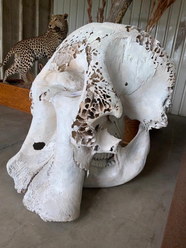 Elephant Skull TAXIDERMY *FLORIDA RESIDENTS ONLY*: *FLORIDA RESIDENTS ONLY* 3'TALLx28"DEEPx32"WIDE
