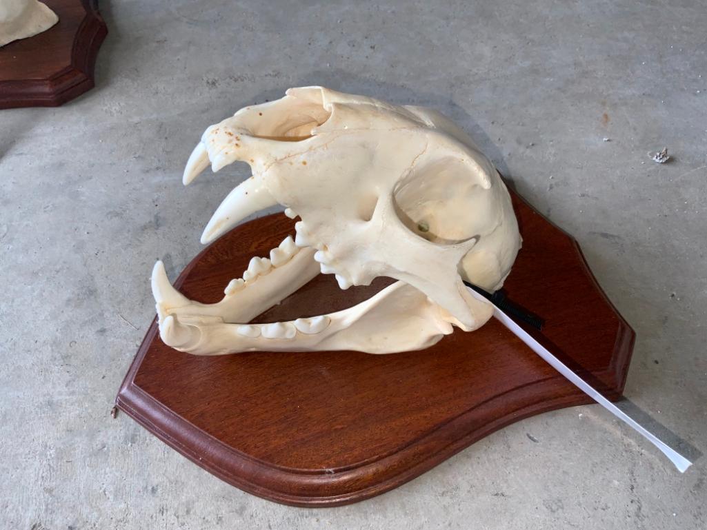 Leopard Skull on Plaque. TAXIDERMY *FLORIDA RESIDENTS (1 of 5)