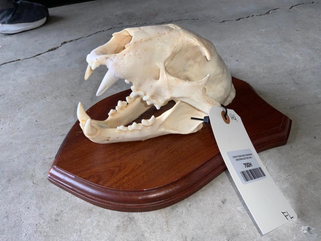 Leopard Skull on Plaque TAXIDERMY *FLORIDA RESIDENTS (1 of 5)