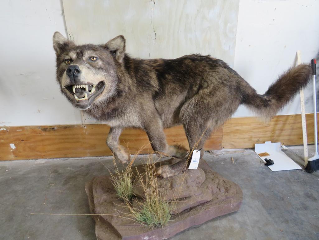 REALLY PRETTY LIFESIZE GREY WOLF ON BASE TAXIDERMY (1 of 4)