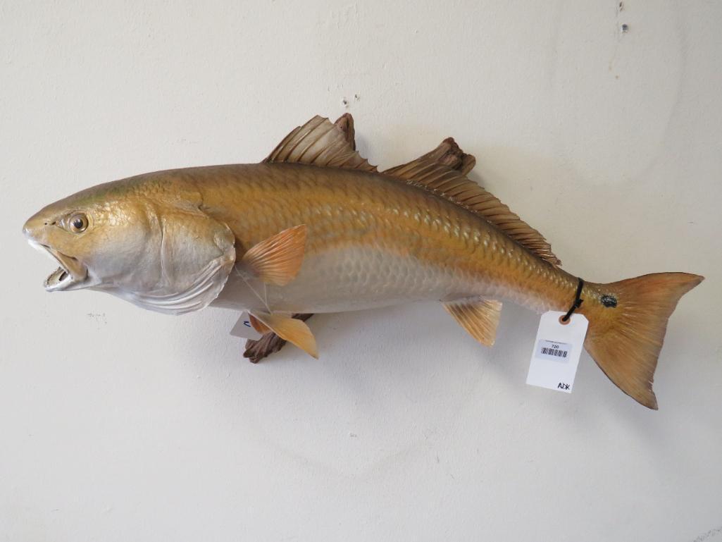 RED FISH MT TAXIDERMY (1 of 3)