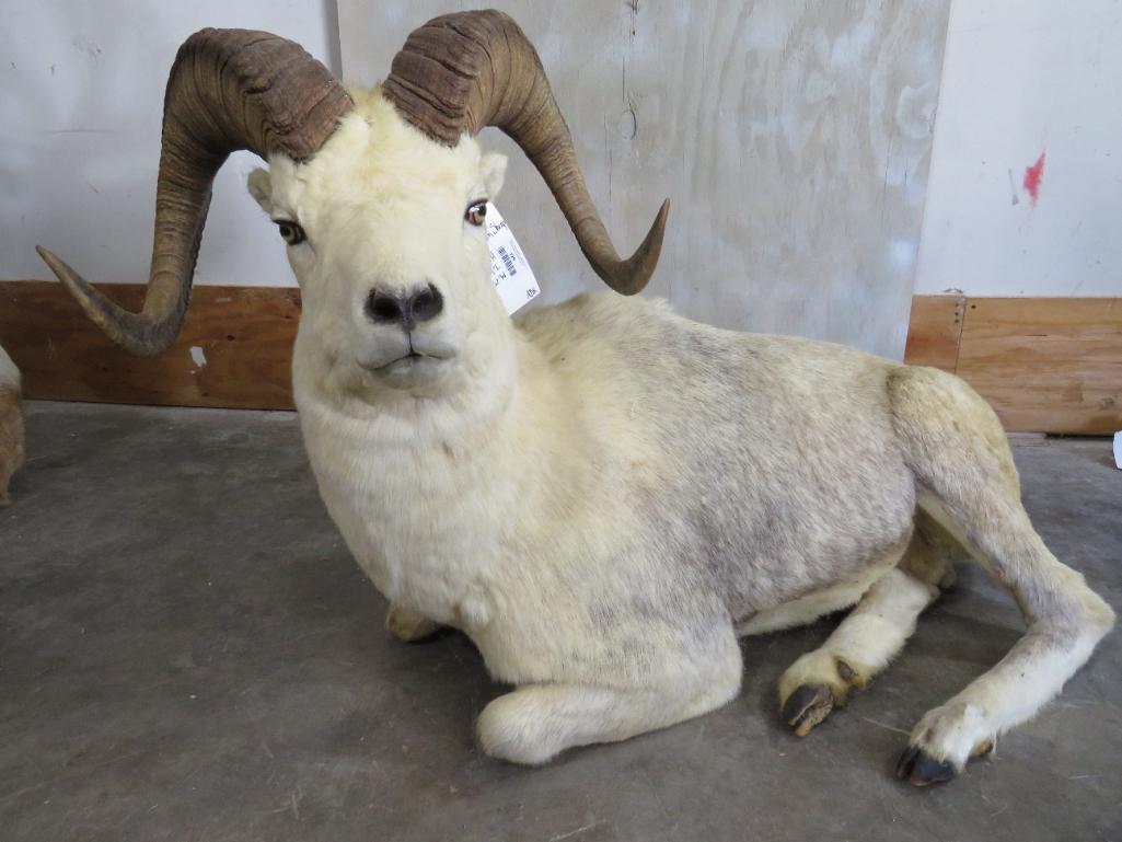 REALLY NICE LAYING FANNIN SHEEP TAXIDERMY (1 of 4)
