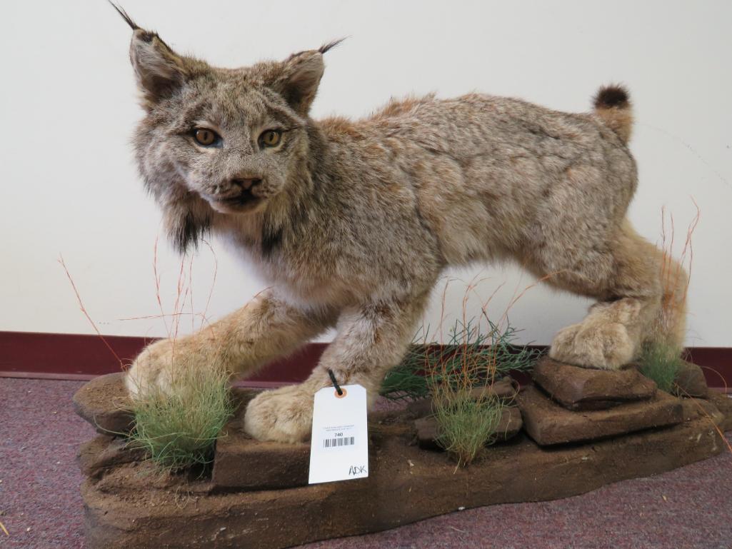 Beautiful Lifesize LYNX ON BASE TAXIDERMY (1 of 3)