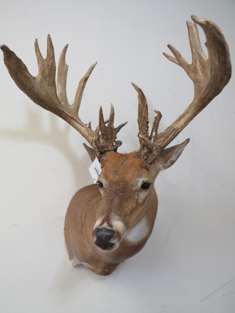 XL NON TYPICAL WHITETAIL SH MT TAXIDERMY (1 of 7)