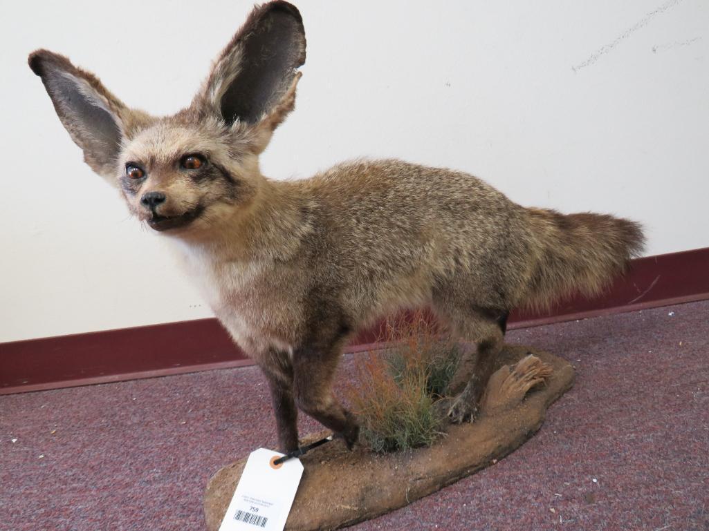 RARE LIFESIZE BAT EARED FOX TAXIDERMY (1 of 3)