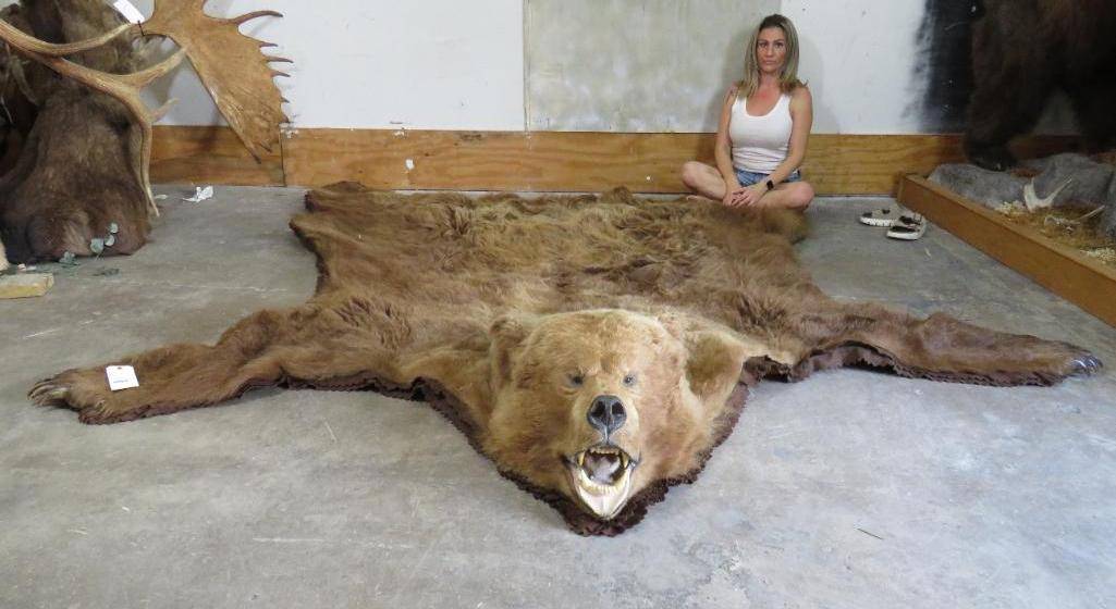 HUGE Brown Bear Rug!!! TAXIDERMY (1 of 9)