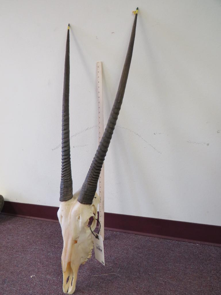 Gemsbok Skull TAXIDERMY: TAXIDERMY