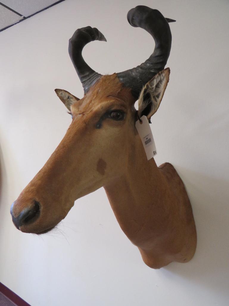 Lichtenstein's Hartebeest Sh Mt TAXIDERMY (1 of 4)